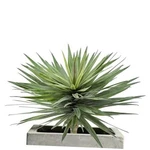 Saki D Cor Artificial Agave Plant, Inch Lifelike Faux 33" Tall Green. Fixed Price $120.49.