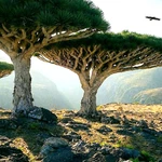 10 Dragon's Blood Tree Seeds (dracaena Draco) Exotic Canary Island Palm Bonsai. Fixed Price $9.45.
