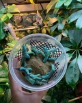 Live Hornworm Cup (25-35 Count) Ups Shipping For Bearded Dragons And Reptile. Fixed Price $17.99.