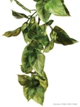 Exo-terra Plastic Plant Small Amapallo. Fixed Price $7.78.
