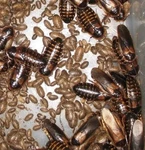 Adult Dubia Roaches Proven Breeders Start Your Feeder Farm. Fixed Price $71.19.