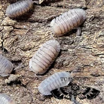 Tc Insects 30+ Cubaris Sp. Blue Pigeon Isopods Live Bioactive Terrarium Clean Up. Fixed Price $59.94.