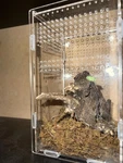 Jumping Spider Enclosure Acrylic 4.7X8 Arboreal Reptile Habitat Kit New Usa. Fixed Price $12.61.