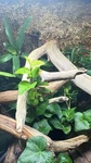 18X18X24 Exo Frog Vivarium Terrarium With Waterfall. Fixed Price $800.00.