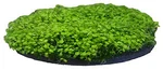Penn Plax Aqua Floras Moss Patch. Fixed Price $14.29.