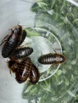 Feeder Roaches Arboreal Attitudes Llc (blaptica Dubia). Fixed Price $17.99.