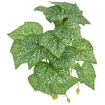 Komodo Standing Begonia Plant 5 Inch. Fixed Price $12.69.