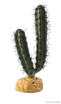 Exo Terrarium Desert Ground Plant Finger Cactus. Fixed Price $13.95.