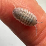 Factory 50+ Armadillidium Peraccae Isopods Bioactive Terrarium Clean Up. Fixed Price $59.95.