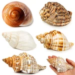 Wedosoy 5PCS Extra Large Hermit Crab Shells Natural Sea Conch Size 3 - 4.7,.... Fixed Price $31.99.