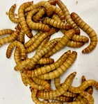 Live Giant Mealworm Bearded Dragon Feeders Reptile Lizard Food. Fixed Price $19.99.