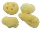 4 Pack Hermit Crab Sea All Natural Sponges Awesome Aquatics Usa Ship. Fixed Price $9.99.