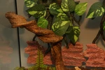 Reptile Twist Climber Vine Bendable Branch Lizard Snake Bearded Dragon Crested. Fixed Price $34.75.