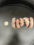 50 Frozen Feeder Rat Pinkies . Free Shipping!! Snake, Reptile Food. Fixed Price $99.99.