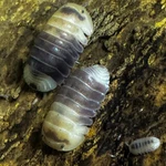 Factory 12+ Cubaris Sp. Snow Bee Isopods Bioactive Clean Up Crew. Fixed Price $139.95.