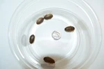 Reptile Feeder Bugs: - 250 Medium Dubia Roaches. Fixed Price $14.00.
