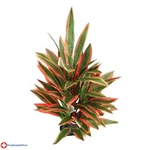 Dragon Marsh Lily. Fixed Price $29.82.