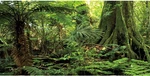 Awert 48X24 Inches Forest Terrarium Background Stone Green Huge Tree Reptile. Fixed Price $14.12.