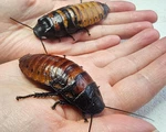 Madagascar Hissing Cockroach 4 ADULTS(2PAIRS) & Nymphs For Breeding/pets/feeders. Fixed Price $18.00.