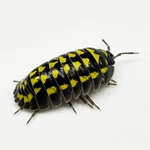 Factory 25+ Armadillidium Gestroi Isopods Bioactive Clean Up Crew. Fixed Price $34.95.