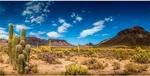 Awert 36X18 Inches Reptile Habitat Background Blue Sky Oasis Cactus Desert Terra. Fixed Price $19.95.