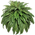 Cotlux Large Artificial Ferns For Outdoor 98 Branches Fake 48" 1 Pcs, Green. Fixed Price $62.32.