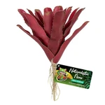 Zoo Med Naturalistic Flora Fireball Bromeliad. Fixed Price $10.49.