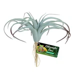 Zoo Med Naturalistic Flora Tillandsia Air Plant. Fixed Price $13.29.