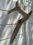 Prime Driftwood Fish Aquariums Decor Stump Natural Reptile Tank Medium. Fixed Price $13.00.