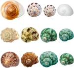 Hermit Crab Shells Medium And Large - 12PCS Natural Conch. Fixed Price $20.41.