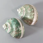 Banded Jade Turbo Seashell Hermit Crab Turban 4" Pair Nautical Paperweight. Fixed Price $38.99.