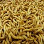 Live Giant Mealworms Pet Bird Living Feeders Large Food - Arrival. Fixed Price $39.99.