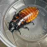 Adult Male Live Madagascar Hissing Cockroach (select Quantity). Fixed Price $350.00.