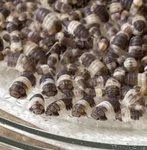 45+ Cubaris Sp. Panda King Isopods Rare Roly Poly Pill Bug Bioactive Cuc Lag. Fixed Price $39.00.