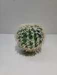 Exo Barrel Cactus Plant Medium For Terrariums PT-2985. Fixed Price $9.99.