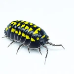 Factory 15+ Armadillidium Gestroi Isopods Bioactive Clean Up Crew. Fixed Price $23.95.