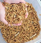 Live Giant Mealworms Pet Reptile & Bird Jumbo Big Living Food Feeders. Fixed Price $14.89.