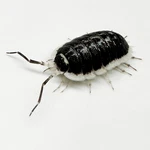 Factory 6+ Porcellio Flavomarginatus Isopods Bioactive Clean Up Crew. Fixed Price $49.95.