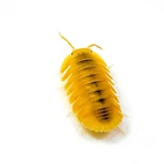 Factory 12+ Cubaris Sp. Orange Freezy Isopods Bioactive Clean Up Crew. Fixed Price $79.95.