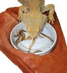 Magnatural Large Worm Feeder Ledge Mojave Pet-tekk. Fixed Price $41.50.