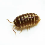 Isopod Factory 15+ Armadillidium Maculatum Chocolate Zebra Bioactive Clean Up. Fixed Price $29.95.