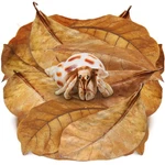 Sungrow Large Hermit Crab Catappa Indian Count (pack Of 10), Brown. Fixed Price $10.72.