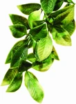 Plastic Terrarium Plant, Small, Mandarin. Fixed Price $9.99.