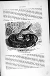 Old Antique Print Natural History 1896 Rat-tailed Pit-viper Snake Reptile 19TH. Fixed Price $18.82.