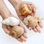 Qicqdram Large Hermit Crab Shells 2 3.5INCH Natural 4PCS-B. Fixed Price $18.00.