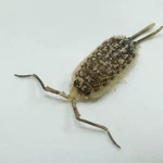 Factory 6+ Porcellio Haasi Bright Titan Isopods Bioactive Clean Up Crew. Fixed Price $39.95.