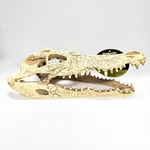 Komodo Alligator Skull, Resin Decor For Terrarium Aquarium, 9IN Long. Fixed Price $16.99.
