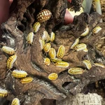 Factory 6+ Armadillidium Gestroi Positive Albino Isopods Bioactive. Fixed Price $89.95.