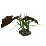 Komodo Rainforest Canopy Plant Each / 10 Inches By. Fixed Price $17.43.