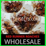 Mixed Sizes Red Runner Turkestan Feeder Roaches (1/4 - ) 500 1000. Fixed Price $249.00.